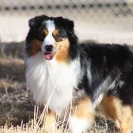 Sparky - Miniature Australian Shepherd
