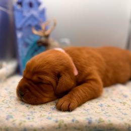 Anna - Yellow female Labrador Retriever puppy in Carlsbad, New Mexico from ECMO Farm Dalmatians & Labrador Retrievers