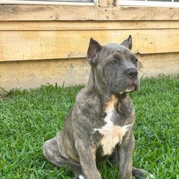 Girl 1 - Gray brindle female Cane Corso puppy in Mansfield, Texas from Majestic Pride Cane Corso LLC