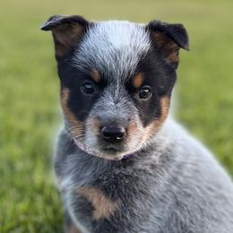 Purple Girl 1 - Blue female Australian Cattle Dog puppy in Bingham County, Idaho from Circle C Australian Cattle Dogs