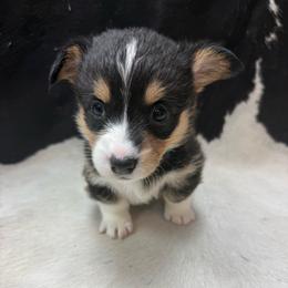 Pluto - Black and tan male Pembroke Welsh Corgi puppy in Algona, Iowa from LTT Corgis