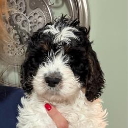 George - Black and white male Springerdoodle puppy in Murrells Inlet, South Carolina from SpringerDoodles at the Beach