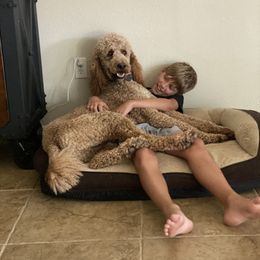 Poodle Puppies from RP Bar Ranch Royal Poodles and Doodles