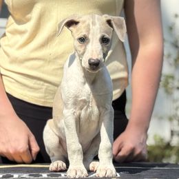 Whippet puppies from Rosmoor Whippets