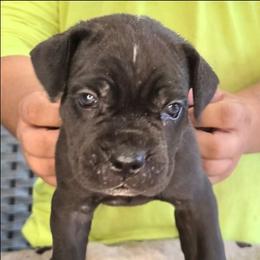 Green Collar - AKC and ICCF - Lightning X Lawman - Black male Cane Corso puppy in Gorman, Texas from McOmber Country Kennels