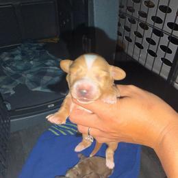 Girl 3 - Piebald female Dachshund puppy in Camden, North Carolina from 50 shades of dachshund