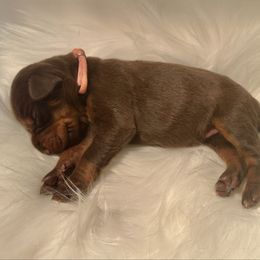 Light Pink Collar female - Red and rust female Doberman Pinscher puppy in Fostoria, Michigan from Jensen Dobermans and Dachshunds