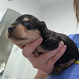 Midas - Cream male Dachshund puppy in Willard, Utah from Simply Sharing Love