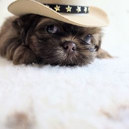 Cedar - Chocolate male Shih Tzu puppy in Ronda, North Carolina from Willow River