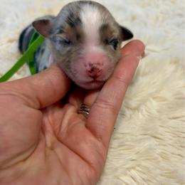 Jax - Blue merle male Australian Shepherd puppy in Jacksonville, Florida from Autumn's Aussies