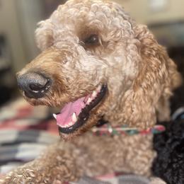 Persephone - Poodle