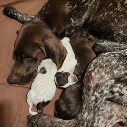 German Shorthaired Pointers from Wild E Ranch