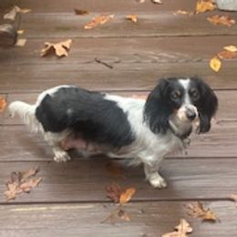 Mae Belle - Dachshund