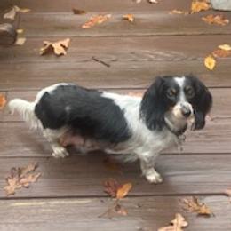 Mae Belle - Dachshund