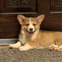 Pembroke Welsh Corgis from Pordr Corgis