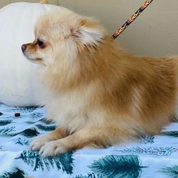 Gemma - Cream female Pomeranian puppy in Cornelius, Oregon from Peppermint Pomeranians