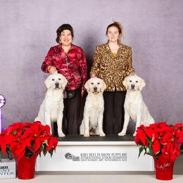 Golden Retriever Puppies from KCs Golden Dream