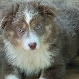 Miniature American Shepherds and Toy Australian Shepherds from Faith River Aussies