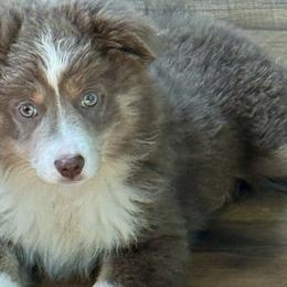 Miniature American Shepherds and Toy Australian Shepherds from Faith River Aussies