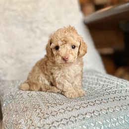 Maltipoo and Poodle Puppies from Gem Puppies of Utah