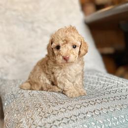 Maltipoo and Poodle Puppies from Gem Puppies of Utah
