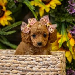 Nellie - Apricot female Cavapoo puppy in Maple Falls, Washington from Daisy’s Cuddly Cavapoo