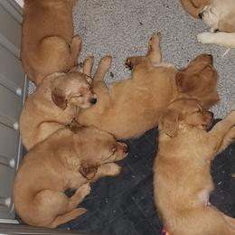 Golden Retriever Puppies from Stellar Acres Golden Retrievers