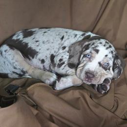 Catahoula Leopard Dog and Pembroke Welsh Corgi Puppies from Peach Tree/Shoreline Catahoulas & Corgis