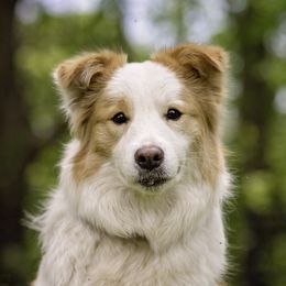 Border Collies from Dual Traxx Border Collies