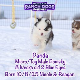 Panda - Black and white male Pomsky puppy in Humeston, Iowa from M.A.R. Dogs
