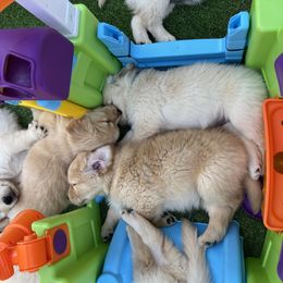 Golden Retriever Puppies from Jackson Farm Kennels