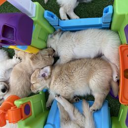 Golden Retriever Puppies from Jackson Farm Kennels