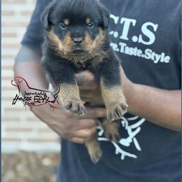 Male 1 - Black and mahogany male Rottweiler puppy in Humble, Texas from Inexorable Haus Early Rotts