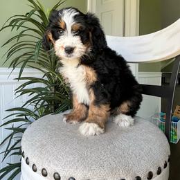Lexi - Tri-color female Bernedoodle puppy in Holtwood, Pennsylvania from Country Ridge Puppies