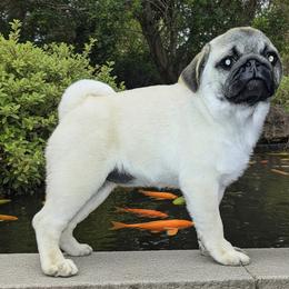 Pug Puppies from Shanghai Pugs