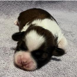 Mike - Black gold and white male Shih Tzu puppy in Hemet, California from Aloha Shih Tzu