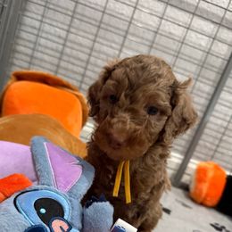 Amaya - Merle female Goldendoodle puppy in Moreno Valley, California from Rainbow SoCal Doodles