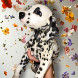 Rosalina - White and black female Dalmatian puppy in Bremen, Georgia from Clark’s Dalmatians