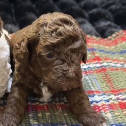Chocolate girl - Chocolate female Goldendoodle puppy in San Augustine, Texas from Vintage Doodles