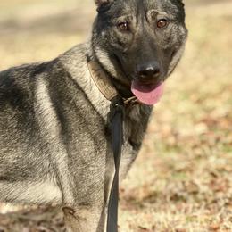 Skaði - German Shepherd