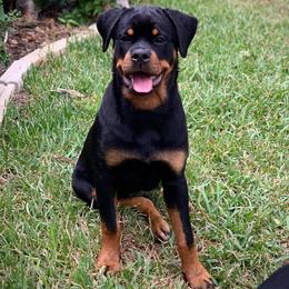 Rottweiler Puppies from HAUS OF RZA