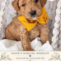 Clorox - Red male Bernedoodle puppy in Otisville, Michigan from Danie’s Darling Doodles LLC