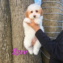 Love - Yellow and white female Bernedoodle puppy in Mount Vernon, Missouri from PoodlelyDoodlely