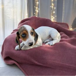 Chihuahua and Dachshund Puppies from Little Pawz, LLC