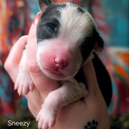 Sneezy - Black tri-color male Australian Shepherd puppy in Georgetown, Texas from River Reign Australian Shepherds