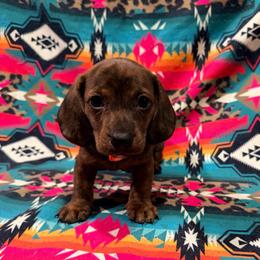 Rip - Brindle male Dachshund puppy in Cumberland, Wisconsin from Homestead Doxies & Shepherds LLC