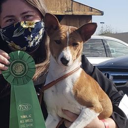 Ellie - Basenji