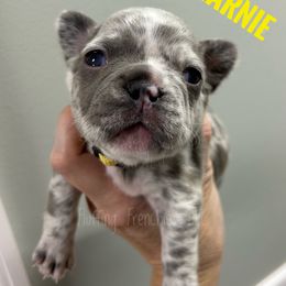 Marnie - Tricolors female French Bulldog puppy in Port Charlotte, Florida from Fluffing Frenchies LLC