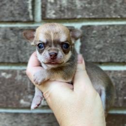 Storm Surge - Chocolate sabled fawn female Chihuahua puppy in Michigan from Fanciful Thrills Kennel