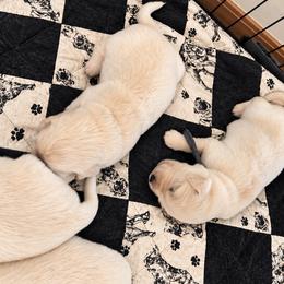 Male 4 - Light golden male Golden Retriever puppy in Rainier, Washington from Hanson’s NW Goldens & Doodles